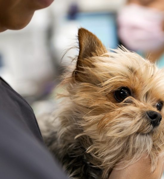 Veterinarians say that helping suffering animals and stressed-out owners can become grueling.